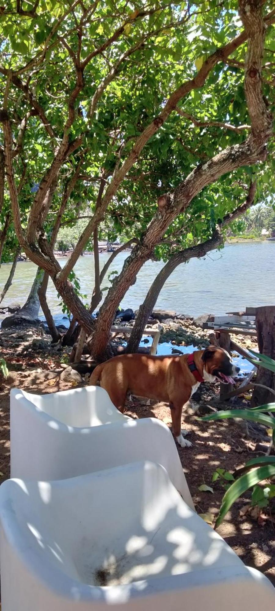 Bungalow Vue Lagon 180 Degre, La Maison Bleue Moorea Eksteriør bilde