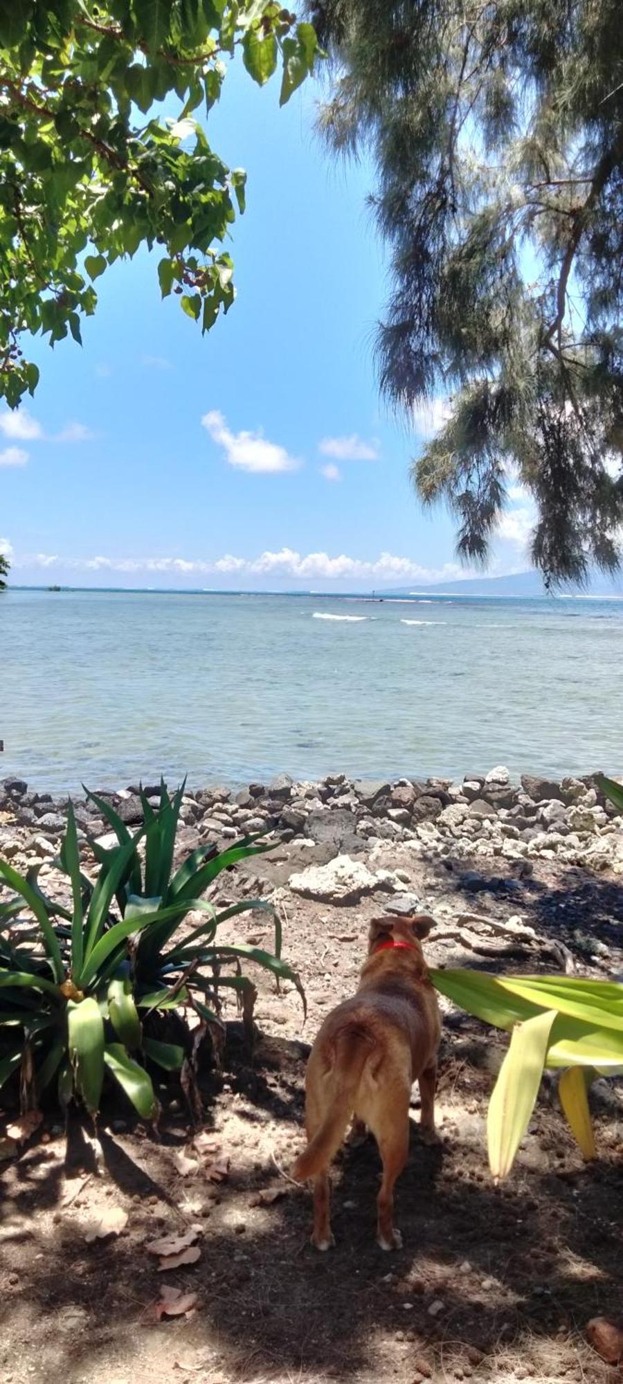 Bungalow Vue Lagon 180 Degre, La Maison Bleue Moorea Eksteriør bilde